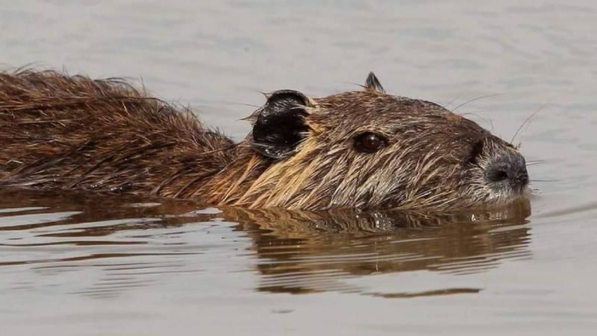 La nutria criolla o coipo es un animal autóctono de los humedales de sudamérica.&nbsp;