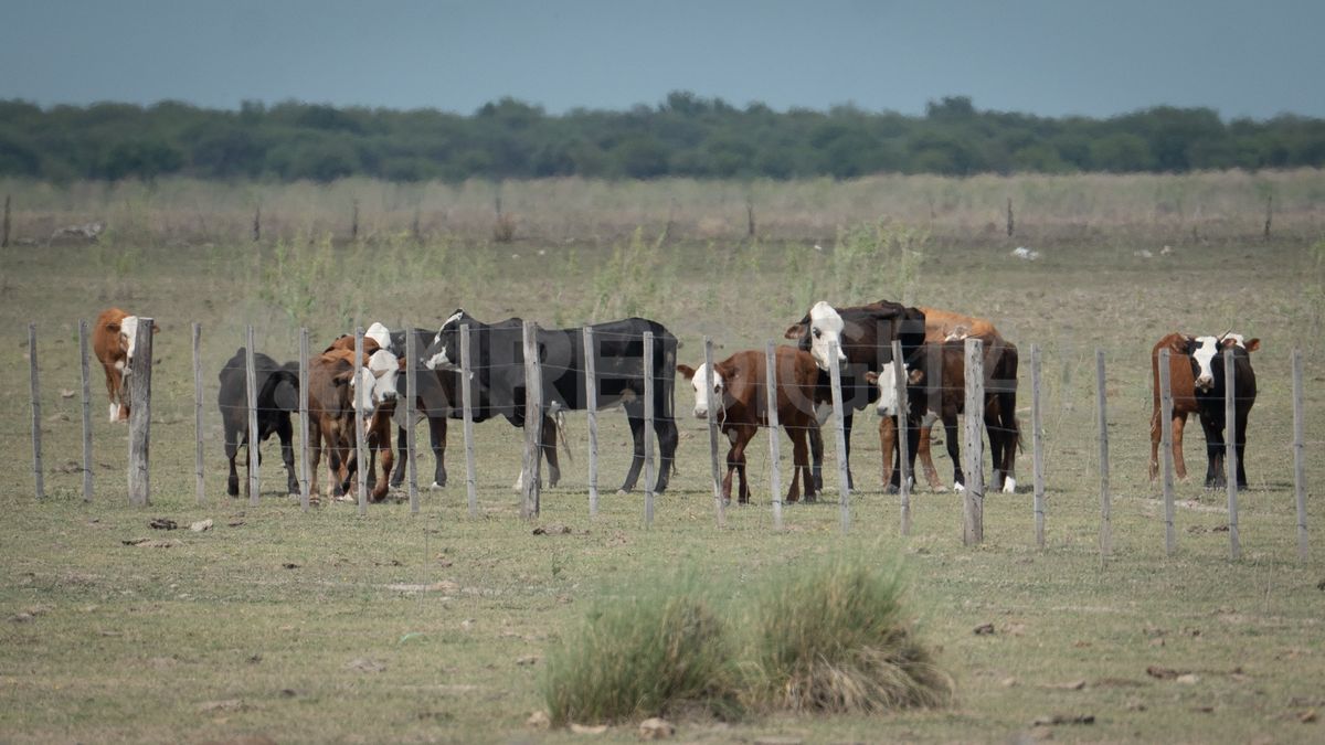 La medida buscaestimular la producción y asegurar el normal abastecimiento interno.