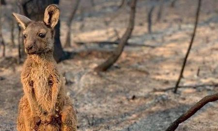 arrojan desde helicopteros miles de kilos de vegetales para animales en medio de la ola de incendios en australia arrojan desde helicopteros miles de kilos de vegetales para animales en medio de la ola de incendios en australia
