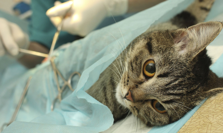 Por qué es importante castrar a perros y gatos Por qué es importante castrar a perros y gatos