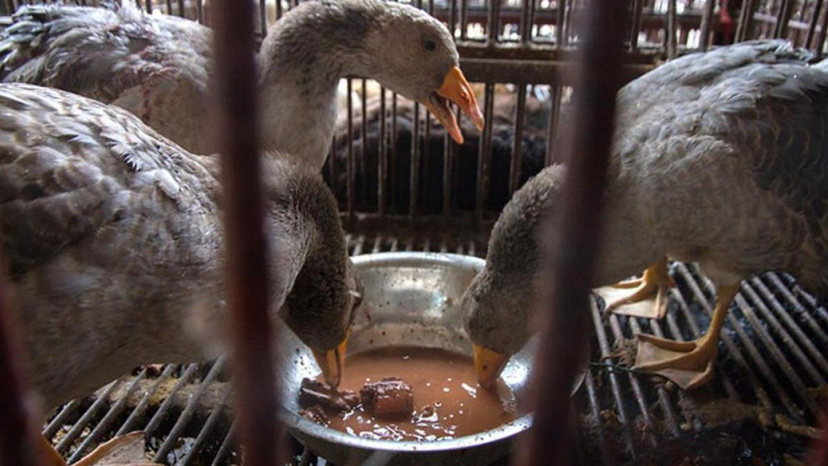 Es peligroso entrar en contacto con animales que están infectados.