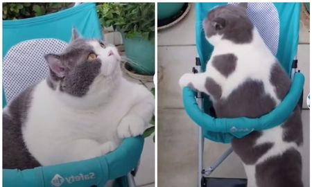 El video viral que muestra como un gato quiere entrar a un coche de bebé para pasear. El video viral que muestra como un gato quiere entrar a un coche de bebé para pasear.