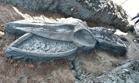 Un esqueleto de un rorcual de Bryde perfectamente conservado de hace 3.000 a 5.000 años ha sido desenterrado Un esqueleto de un rorcual de Bryde perfectamente conservado de hace 3.000 a 5.000 años ha sido desenterrado