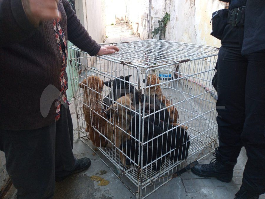 Los 20 perros que tenía la mujer estaban mal alimentados, y algunos de ellos lastimados.
