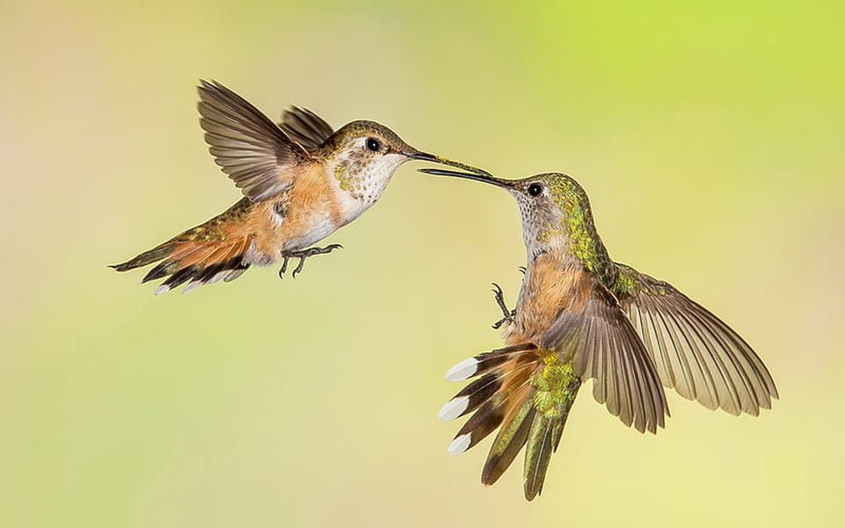 Cómo se reproduce el colibrí