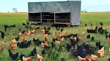 del campo al consumidor: como emprender con huevos pastoriles en sistemas regenerativos del campo al consumidor: como emprender con huevos pastoriles en sistemas regenerativos