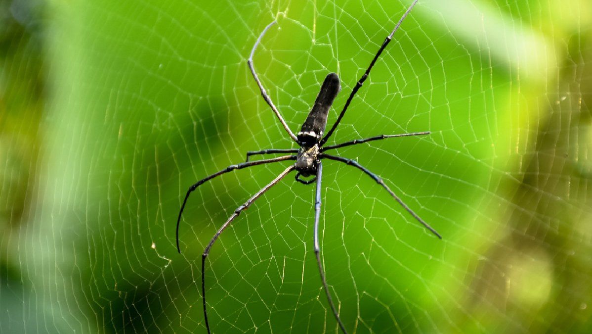 Miles de arañas toman el control de un pequeño pueblo en la isla indonesia de Bali
