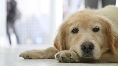 Hospital Animal Municipal de Rosario: en 15 días atendió más de 1.100 casos y crece la demanda por urgencias