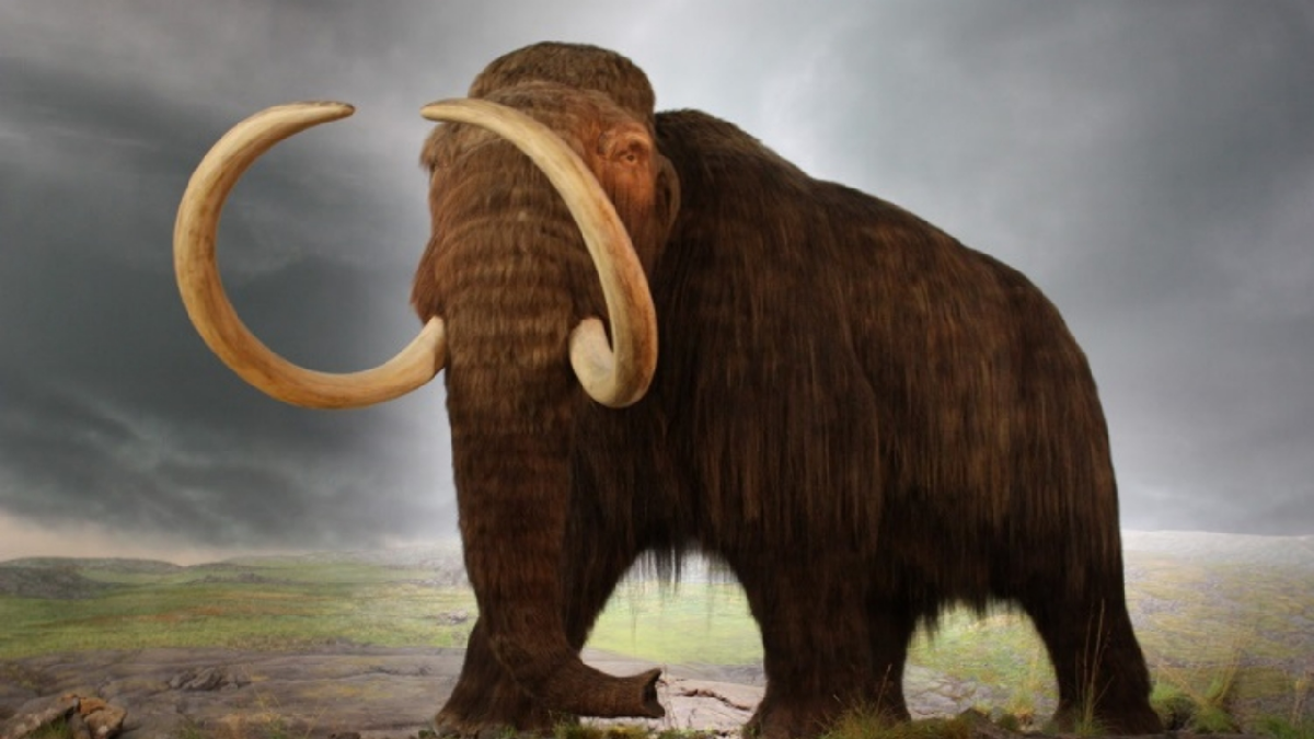 Planean resucitar antes del 2027 un mamut lanudo mezclado con un elefante