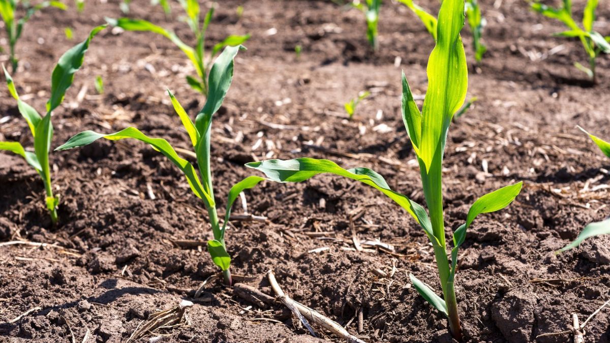 La firma continúa fortaleciendo su oferta de híbridos Dekalb