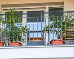 Mirto, laurel y olivo son tres especies que pueden crecer durante años en maceta.