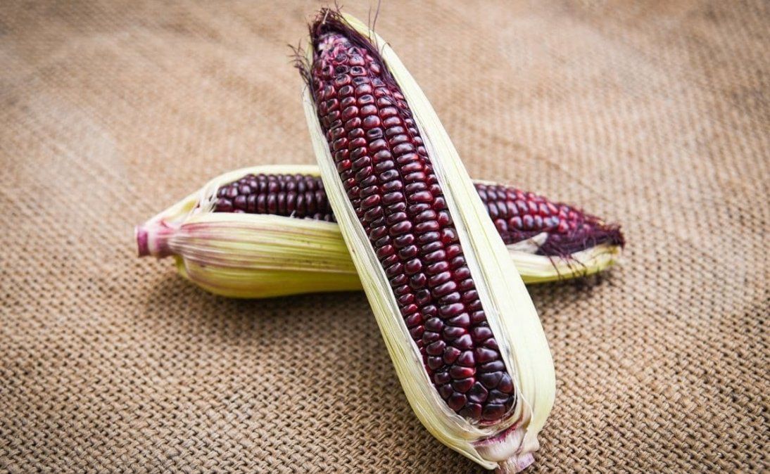 El maíz morado es un superalimento que principalmente crece en la zona de los Andes
