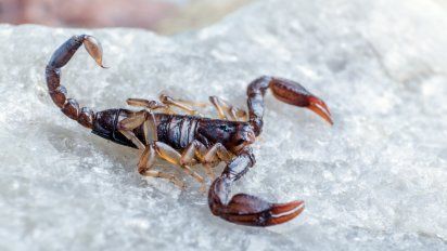 Alacranes: lo que hay que saber para prevenir picaduras