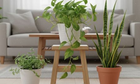 Esta planta purifica el aire y es 100% segura para tus gatos y perros. Esta planta purifica el aire y es 100% segura para tus gatos y perros.