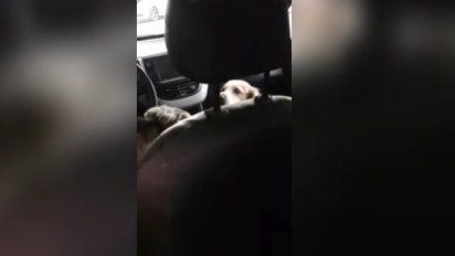 Indignante: dejó cuatro perros encerrados en el auto por más de dos horas