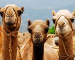sacrificaran unos 10 mil camellos en australia porque toman mucha agua sacrificaran unos 10 mil camellos en australia porque toman mucha agua