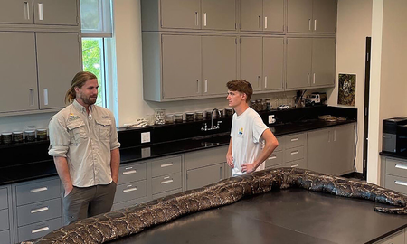 Capturan a la pitón de Birmania más grande del mundo en Florida: mide 6 metros y pesa casi 100 kilos Capturan a la pitón de Birmania más grande del mundo en Florida: mide 6 metros y pesa casi 100 kilos