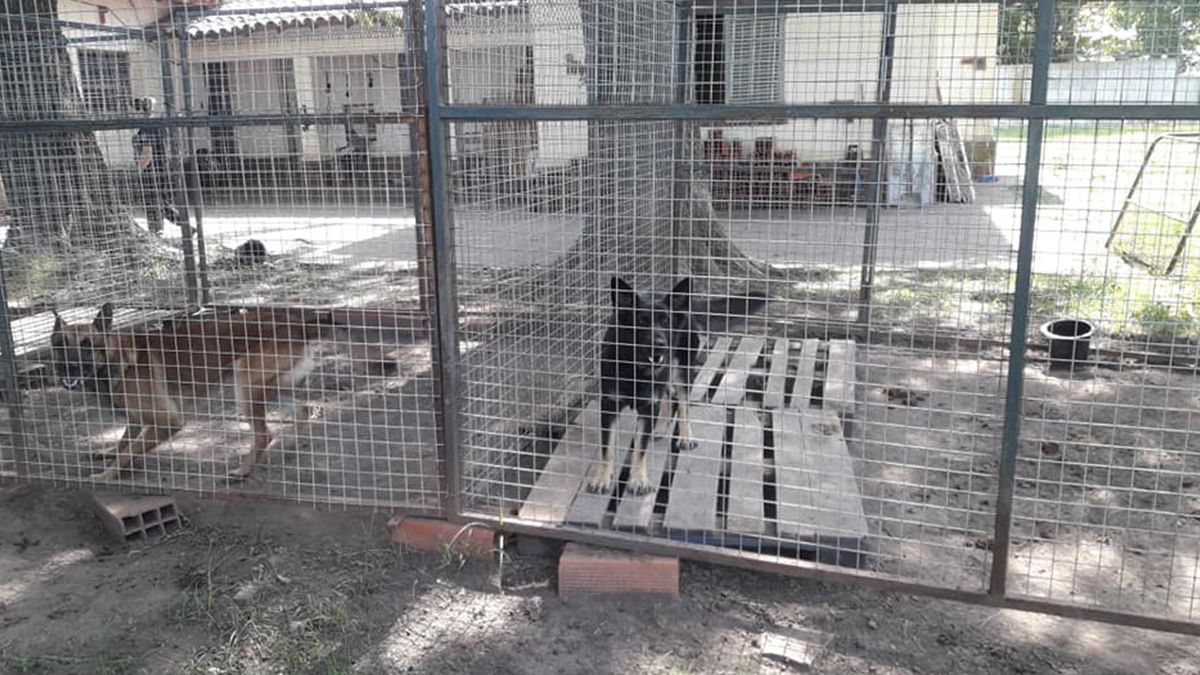 Denuncian que los perros de la URI no tienen comida y piden ayuda para alimentarlos
