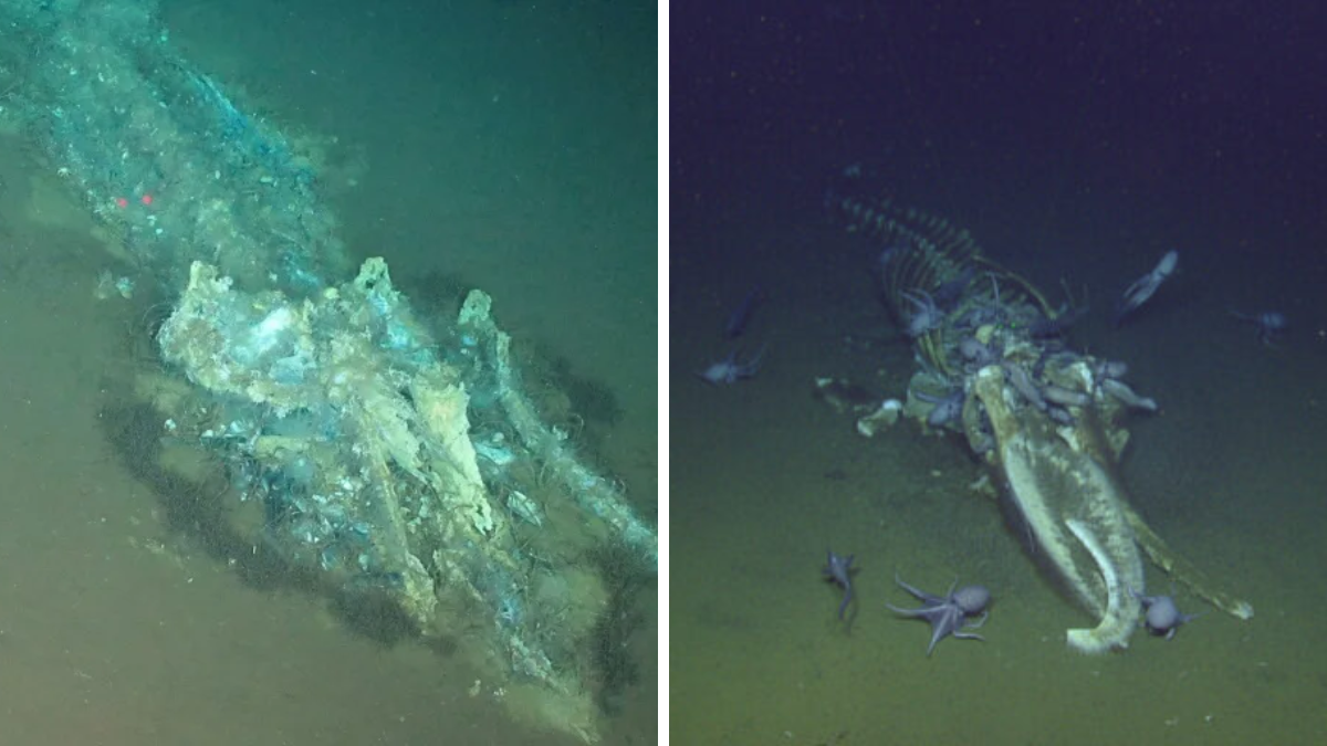 El imponente cementerio de ballenas descubierto en el océano Índico cuenta con fósiles milenarios El imponente cementerio de ballenas descubierto en el océano Índico cuenta con fósiles milenarios