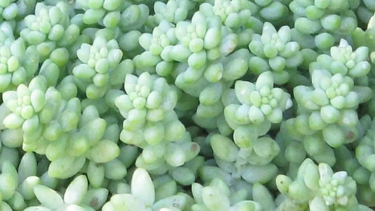 Nadie puede resistirse al encanto y belleza de las suculentas