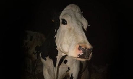 or ahora, Cow es uno de los documentales favoritos de Cannes, aunque la crítica especializada se ha dividido en opiniones que la consideran un trabajo decente, íntimo y fuerte, pero también algo repetitivo y torpe. or ahora, Cow es uno de los documentales favoritos de Cannes, aunque la crítica especializada se ha dividido en opiniones que la consideran un trabajo decente, íntimo y fuerte, pero también algo repetitivo y torpe.