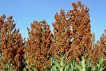 Sorgo para silaje: qué híbridos rindieron más en el ensayo 2025/26 de INTA Rafaela Sorgo para silaje: qué híbridos rindieron más en el ensayo 2025/26 de INTA Rafaela