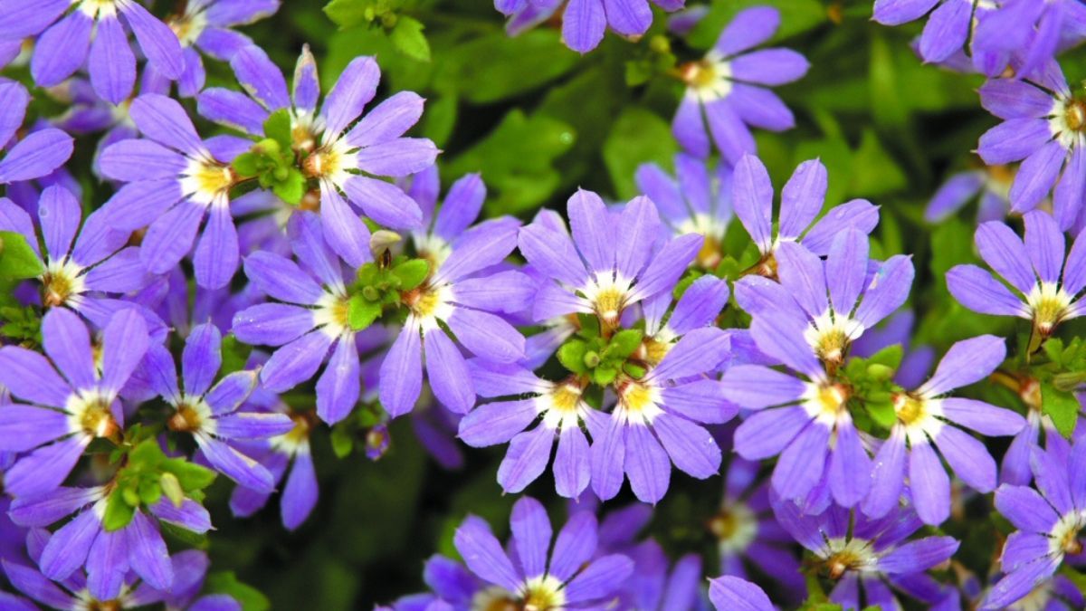 La Scaevola aemula forma una cascada de flores violetas que crece hacia los costados y se adapta perfecto a balcones soleados.