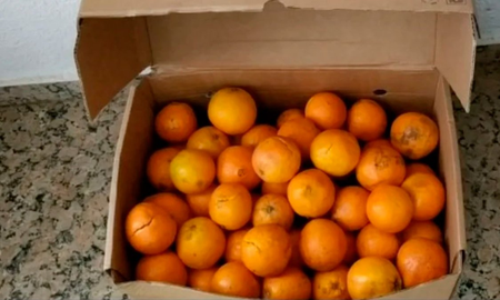 Comieron 30 kilos de naranjas para no pagar el exceso de equipaje Comieron 30 kilos de naranjas para no pagar el exceso de equipaje