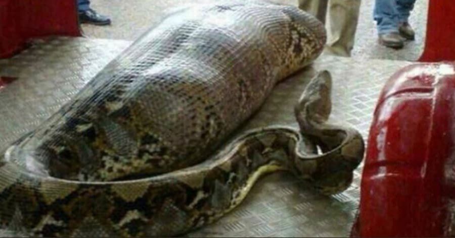 Una pitón gigante se tragó a una mujer en Indonesia