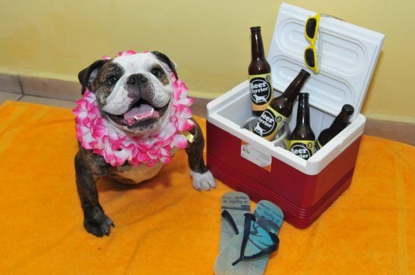 El bar sobre la playa que sirve cerveza para perros