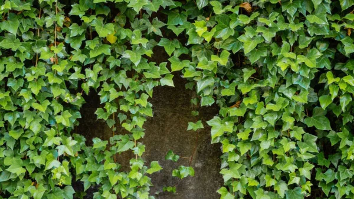 Gracias a su sistema de anclaje natural, la Hiedra común conquista superficies verticales en rincones con escasa luminosidad. Gracias a su sistema de anclaje natural, la Hiedra común conquista superficies verticales en rincones con escasa luminosidad.