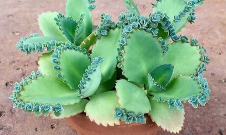 Son opciones perfectas para quienes quieren más plantas sin gastar dinero ni dedicarles demasiado tiempo. Son opciones perfectas para quienes quieren más plantas sin gastar dinero ni dedicarles demasiado tiempo.
