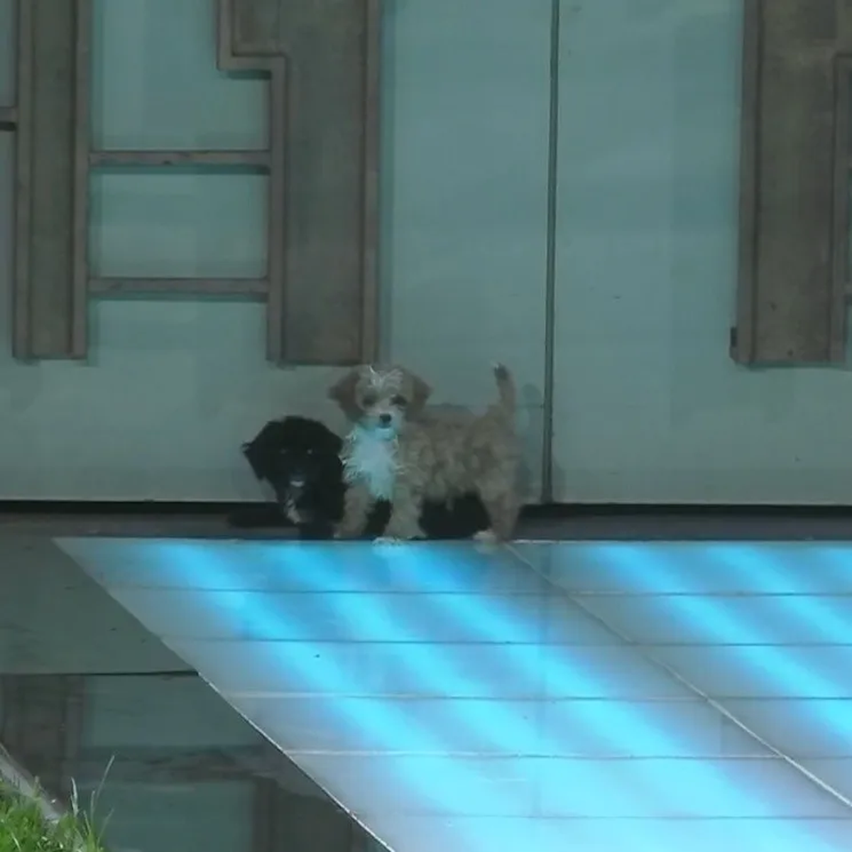 Moro y Caramelo, los nuevos ingresantes de