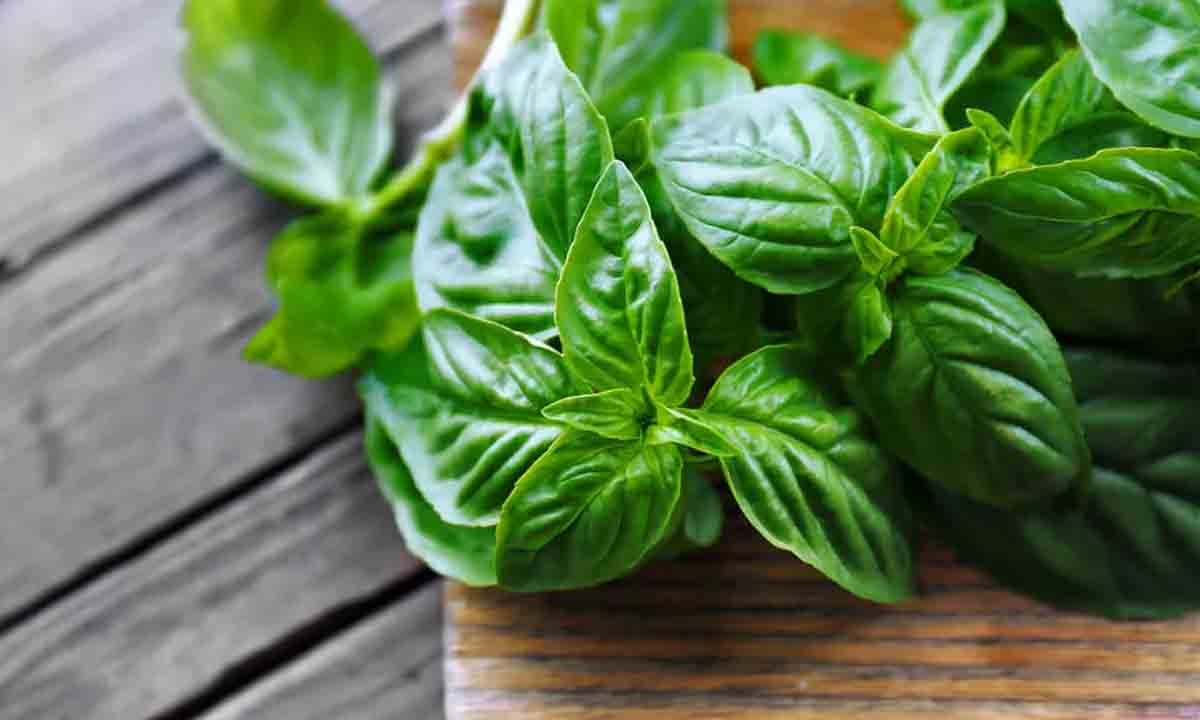 Cómo conservar la albahaca por más tiempo