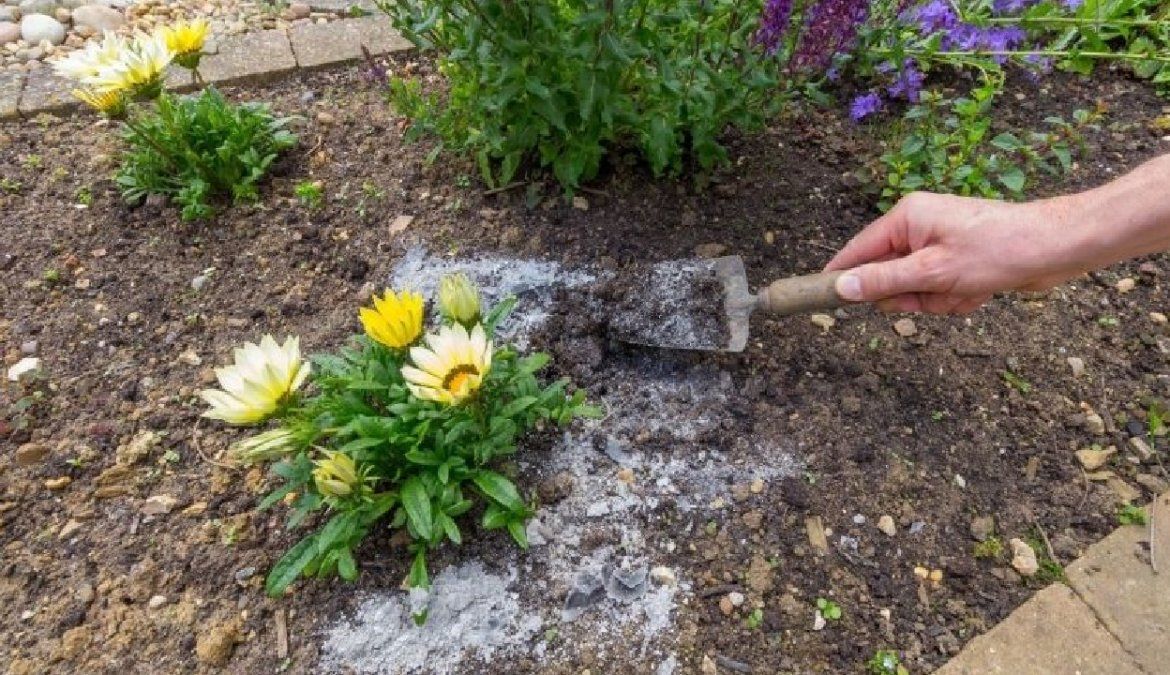 Ayudá a tus plantas a crecer fuertes
