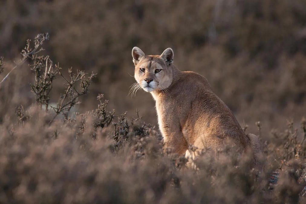 Cara a cara con dos pumas: el impactante video de un turista