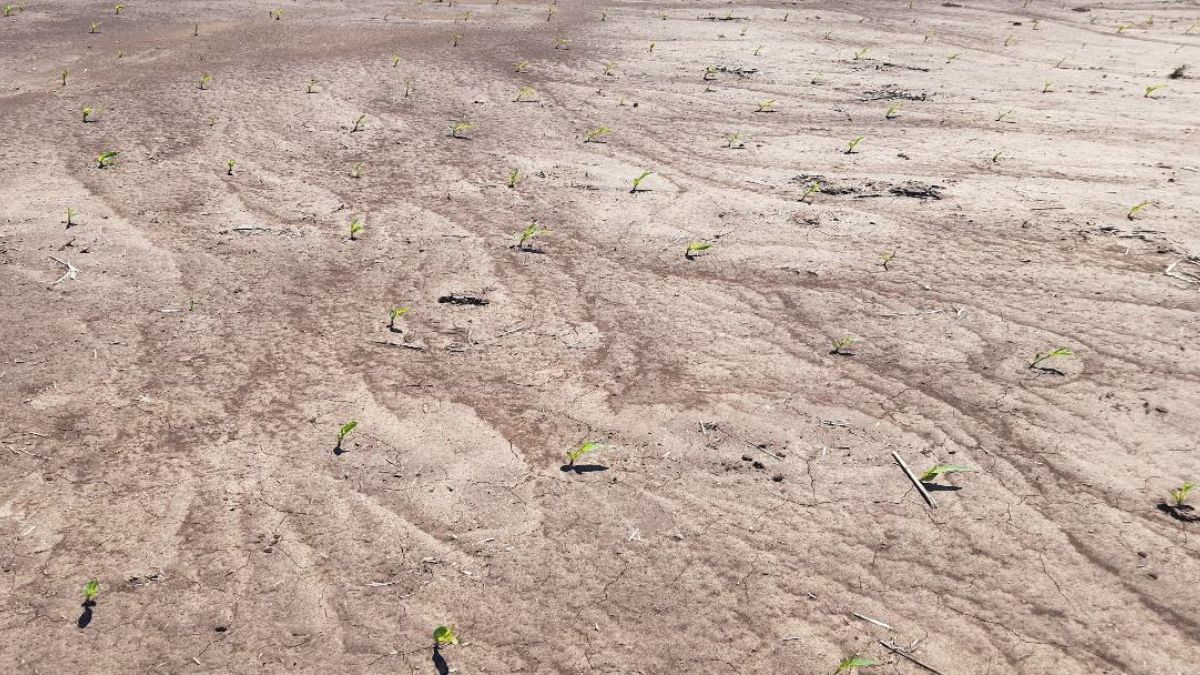 Proceso de erosión laminar, en el centro del departamento Las Colonias, documentado por el SEA. Proceso de erosión laminar, en el centro del departamento Las Colonias, documentado por el SEA.