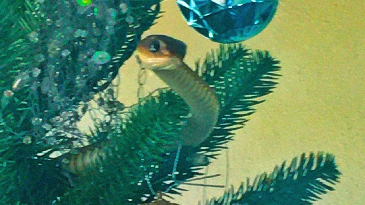 Una familia encontró una culebra mortal en el árbol de Navidad.