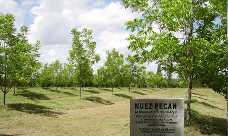 Los productores de pecán se encuentran concentrados en las zonas rurales de Villa Paranacito, San José, Crespo, Gualeguay y Concordia. Los productores de pecán se encuentran concentrados en las zonas rurales de Villa Paranacito, San José, Crespo, Gualeguay y Concordia.
