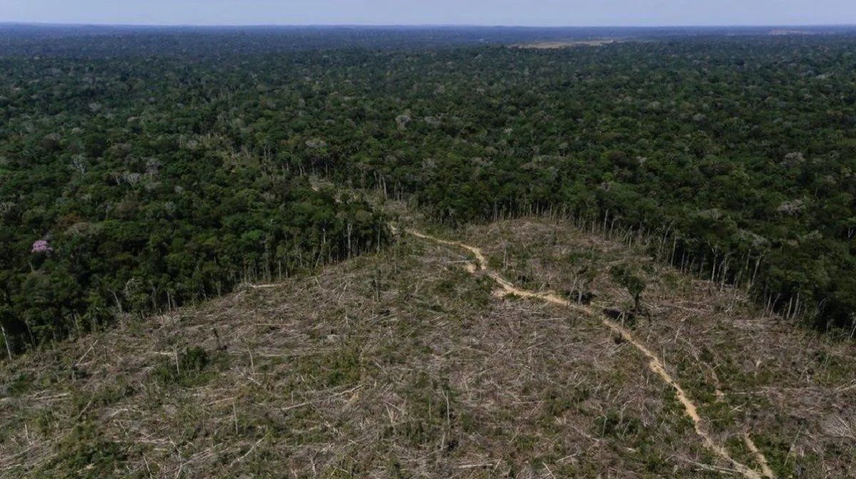 Por primera vez se han registrado emisiones de dióxido de carbono en niveles superiores a los que estos bosques absorben.