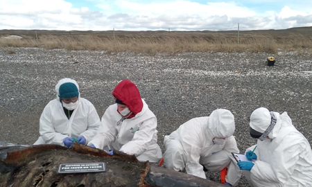 Investigadores del Conicet analizan las causas detrás de la muerte masiva de orcas en Tierra del Fuego. Investigadores del Conicet analizan las causas detrás de la muerte masiva de orcas en Tierra del Fuego.