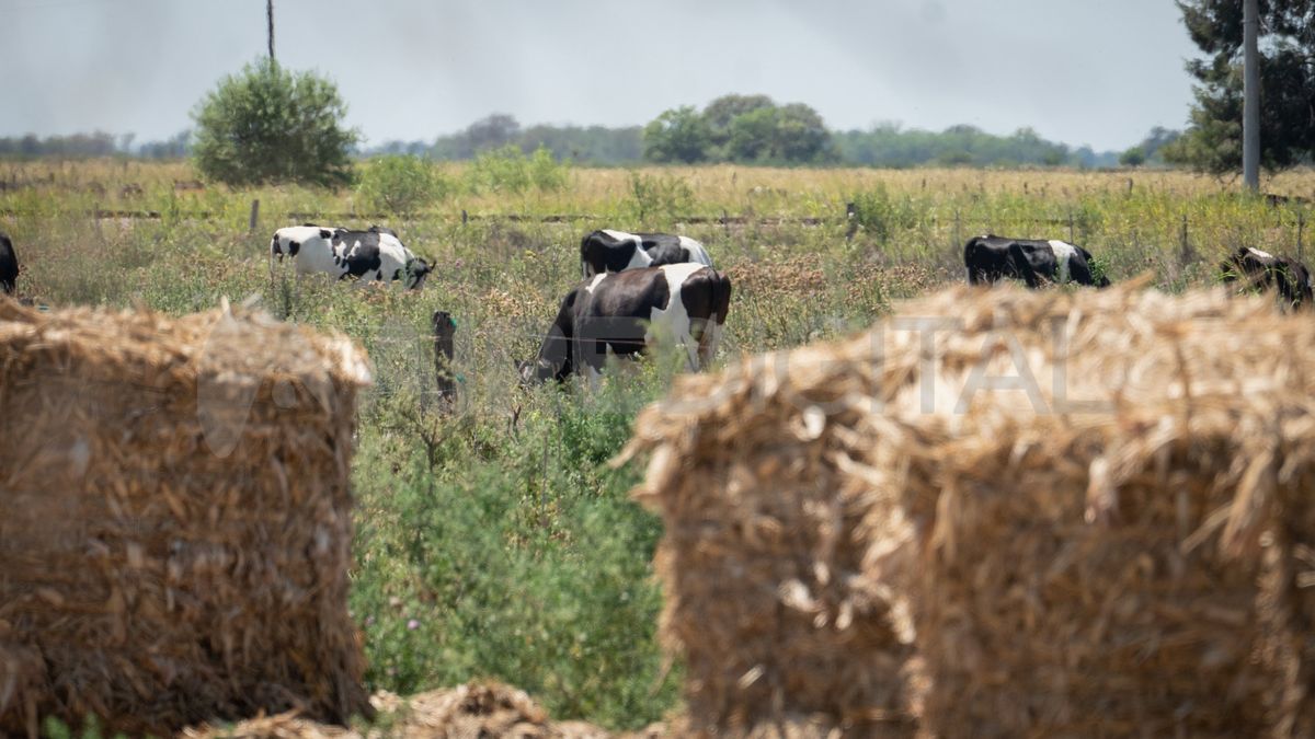 Las condiciones climáticas determinarán el nivel nutricional de los animales que ante la falta de pastura, hoy se alimentan con algarrobo.
