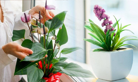 5 plantas de interior que dan flores todo el año 5 plantas de interior que dan flores todo el año