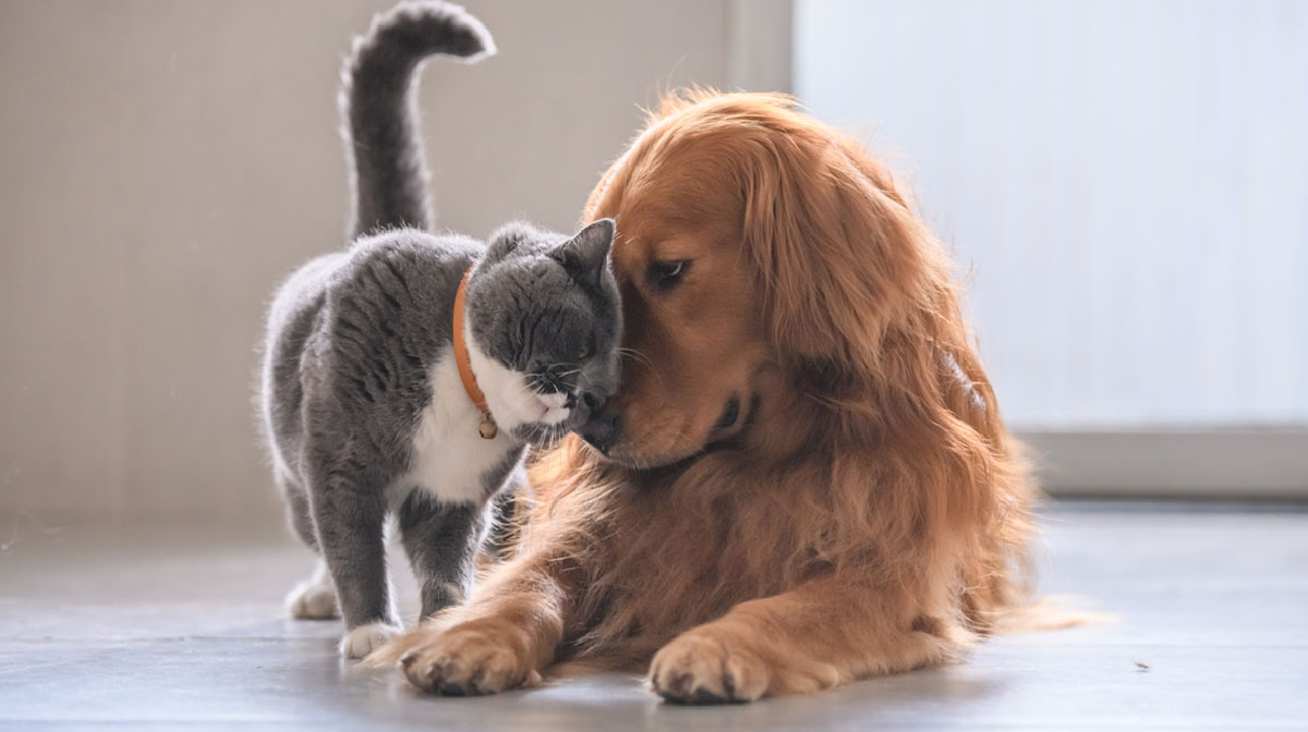 Los animales tienen un sexto sentido, un sentido que les permite ver o percibir la presencia de seres espectrales.