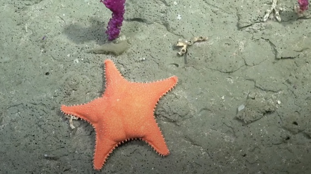 La expedición busca mapear cañones submarinos clave para la biodiversidad.
