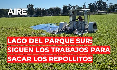 parque del sur: siguen los trabajos para sacar los repollitos asentados en el lago