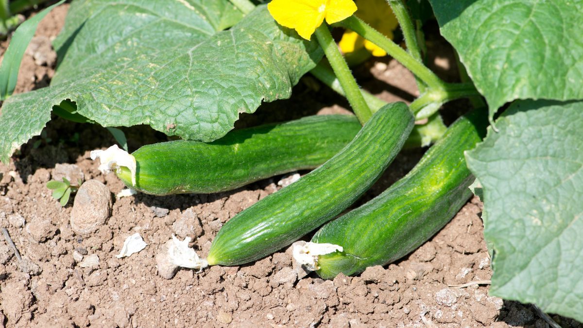 El pepino es ideal para sembrar en septiembre. El pepino es ideal para sembrar en septiembre.