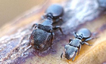 la especie que revela que la evolucion puede ocurrir a la inversa la especie que revela que la evolucion puede ocurrir a la inversa