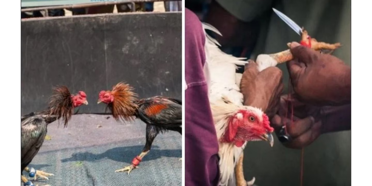 Dos personas perdieron la vida en India por heridas de cuchillo durante diferentes riñas de gallos el pasado domingo.