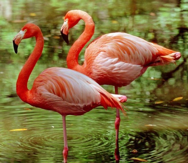 flamencos.jpg